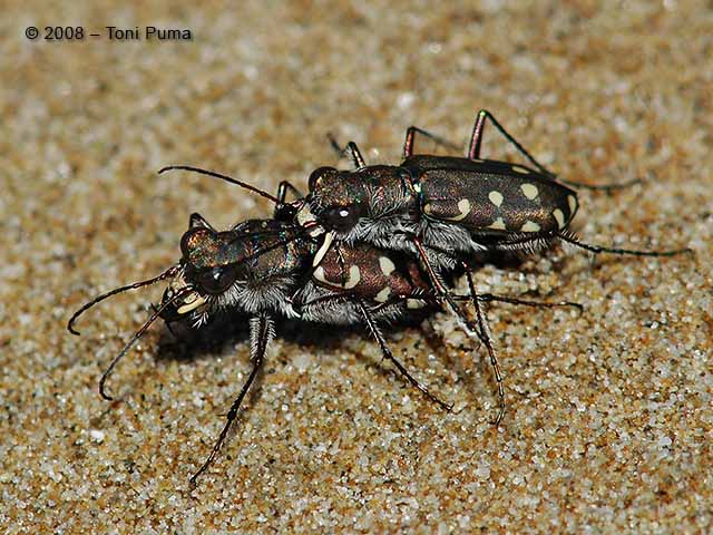 Cicindele - Calomera littoralis nemoralis